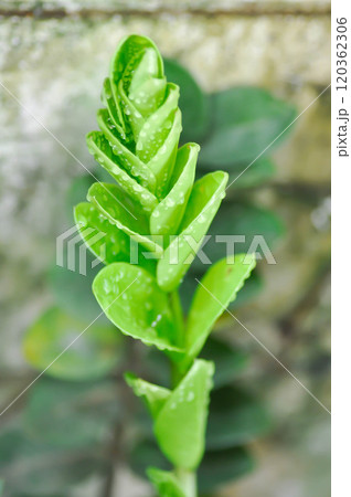 Zamioculcas zamifolia , Zanzibar Gem or ARACEAE and rain droplet Zamioculcas zamifolia , Zanzibar Gem or ARACEAE and rain droplet 120362306