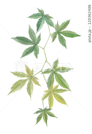 水彩で描いた甜茶 テンチャ 水彩で描いた甜茶 テンチャ 120362486