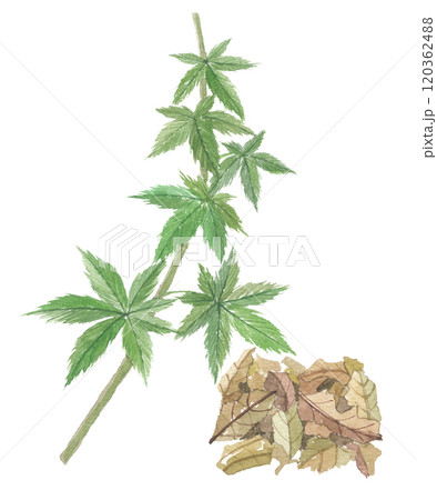 水彩で描いた甜茶と茶葉 水彩で描いた甜茶と茶葉 120362488