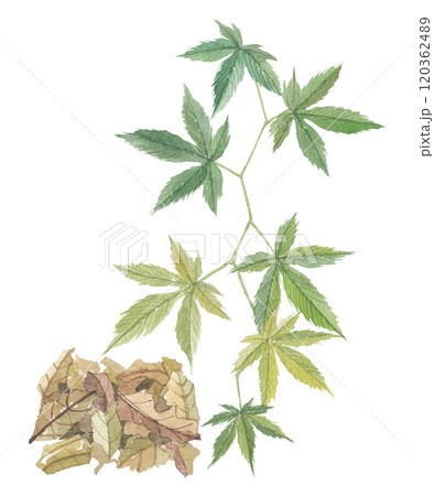 水彩で描いた甜茶と茶葉 水彩で描いた甜茶と茶葉 120362489