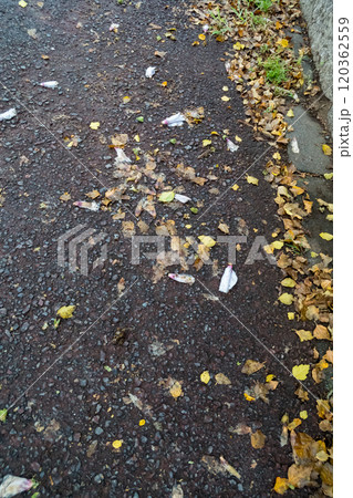 アスファルトに雨上がりの落ち葉 120362559