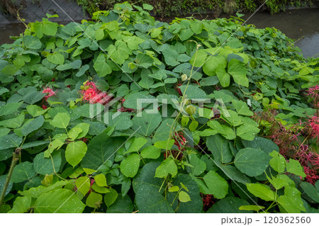 土手に繁茂する雑草 120362560