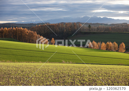 晩秋を迎えたカラ松の紅葉大地 晩秋を迎えたカラ松の紅葉大地 120362570
