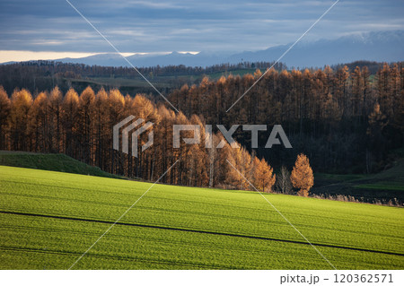 晩秋を迎えたカラ松の紅葉大地 晩秋を迎えたカラ松の紅葉大地 120362571