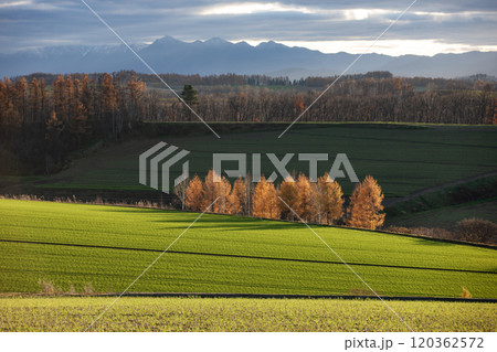 晩秋を迎えたカラ松の紅葉大地 晩秋を迎えたカラ松の紅葉大地 120362572