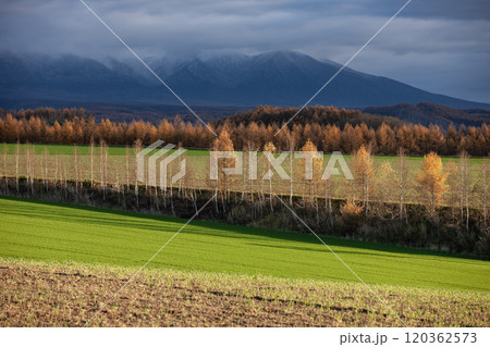 晩秋を迎えたカラ松の紅葉大地 120362573