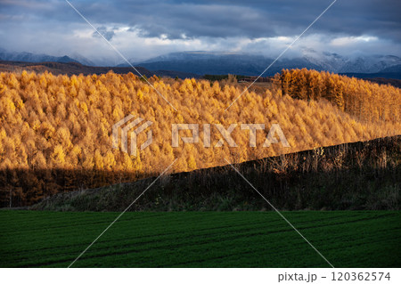 晩秋を迎えたカラ松の紅葉大地 晩秋を迎えたカラ松の紅葉大地 120362574