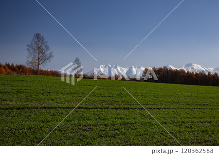 晩秋を迎えたカラ松の紅葉大地 120362588