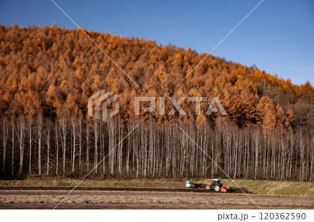 晩秋を迎えたカラ松の紅葉大地 120362590