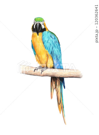 Hand-drawn colorful yellow and blue realistic parrot. Makaw colored pencil illustration. Hand-drawn colorful yellow and blue realistic parrot. Makaw colored pencil illustration. 120362641