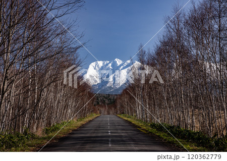 晩秋の白樺の道 120362779