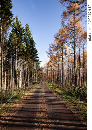 唐松林の道 120362932