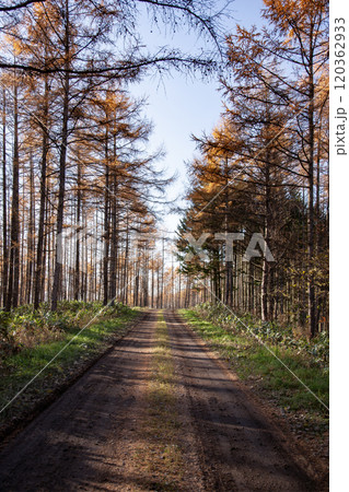 唐松林の道 唐松林の道 120362933