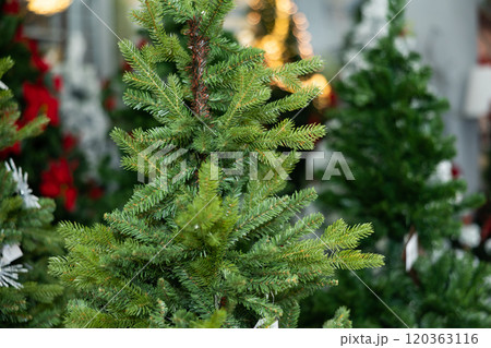Elements of Christmas tree in the decorated hall in the store, close-up 120363116