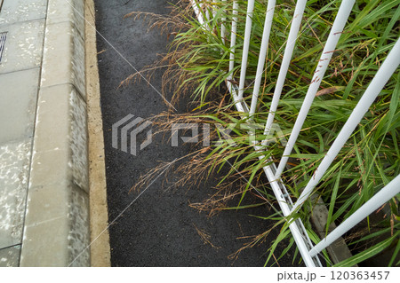 歩道にはみ出す雑草 歩道にはみ出す雑草 120363457
