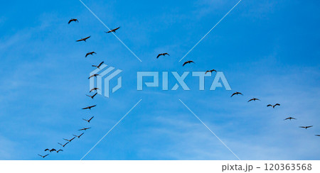 Flock of cranes in flight 120363568