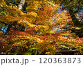 黄色に紅葉したもみじ 120363873