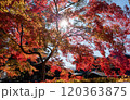 赤く紅葉したもみじ 120363875