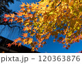 黄色に紅葉したもみじ 120363876