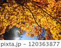 黄色に紅葉したもみじ 120363877
