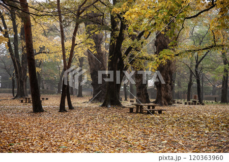 秋の円山公園の美しい落葉 秋の円山公園の美しい落葉 120363960