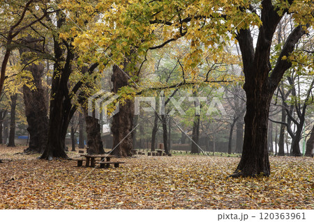 秋の円山公園の美しい落葉 秋の円山公園の美しい落葉 120363961