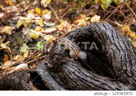 秋の円山公園の美しい落葉 120363972