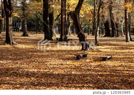 秋の円山公園の美しい落葉 秋の円山公園の美しい落葉 120363995