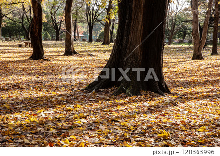 秋の円山公園の美しい落葉 120363996