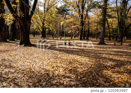 秋の円山公園の美しい落葉 秋の円山公園の美しい落葉 120363997