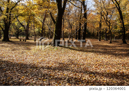 秋の円山公園の美しい落葉 秋の円山公園の美しい落葉 120364001