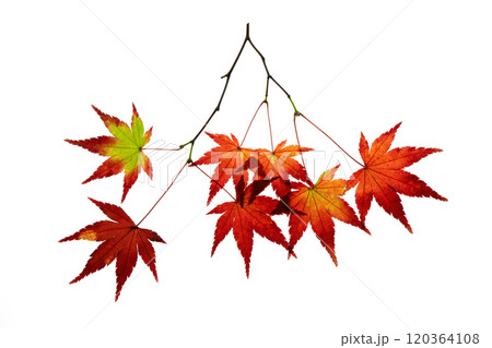紅葉したモミジの透過光撮影 紅葉したモミジの透過光撮影 120364108