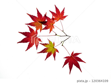 紅葉したモミジの透過光撮影 120364109