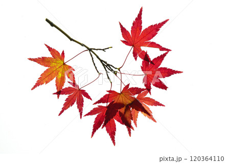 紅葉したモミジの透過光撮影 120364110