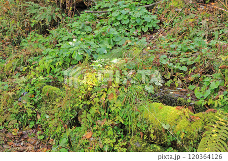 千国街道　弘法清水 120364126