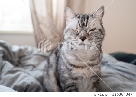 ウインクする猫 ウインクする猫 120364347