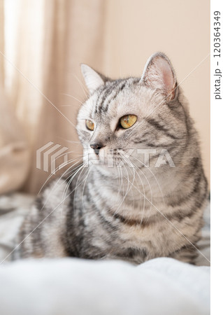 布団の上でくつろぐ猫 120364349