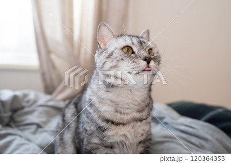 布団の上で舌を出す可愛い猫 布団の上で舌を出す可愛い猫 120364353