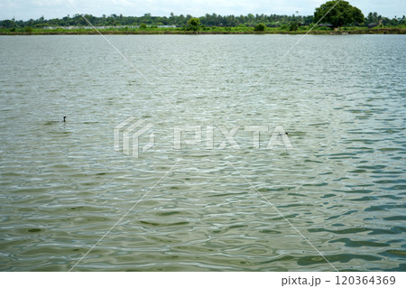 Fish agriculture wetland at Kharibari Kolkata Fish agriculture wetland at Kharibari Kolkata 120364369
