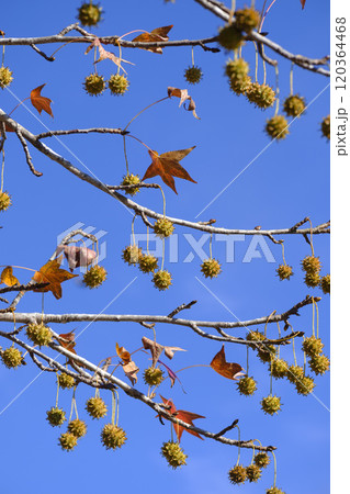 秋の公園のプラタナスの実 120364468