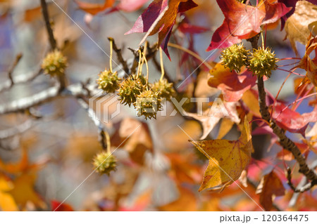 秋の公園のプラタナスの実 秋の公園のプラタナスの実 120364475