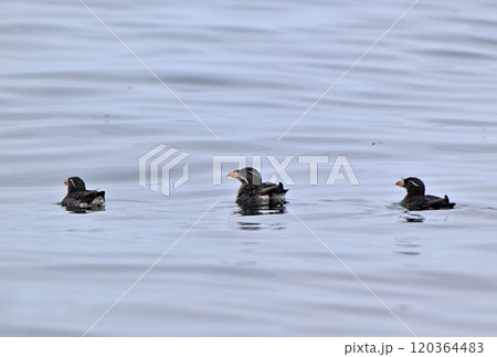 北海道根室半島沖の太平洋に浮かぶウトウ 北海道根室半島沖の太平洋に浮かぶウトウ 120364483