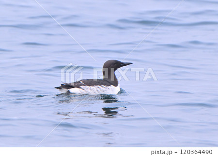 北海道根室半島沖の太平洋に浮かぶウミガラス（オロロン鳥） 120364490
