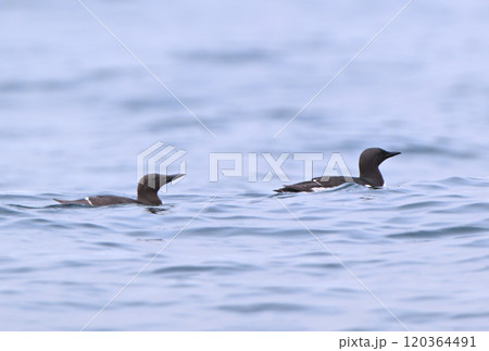 北海道根室半島沖の太平洋に浮かぶウミガラス(オロロン鳥) 北海道根室半島沖の太平洋に浮かぶウミガラス(オロロン鳥) 120364491