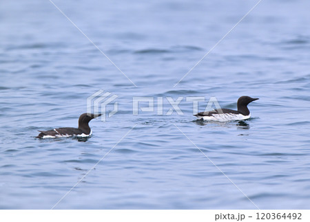 北海道根室半島沖の太平洋に浮かぶウミガラス（オロロン鳥） 120364492
