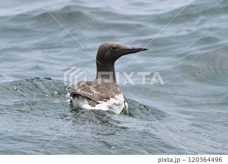 北海道根室半島沖の太平洋に浮かぶウミガラス（オロロン鳥） 120364496