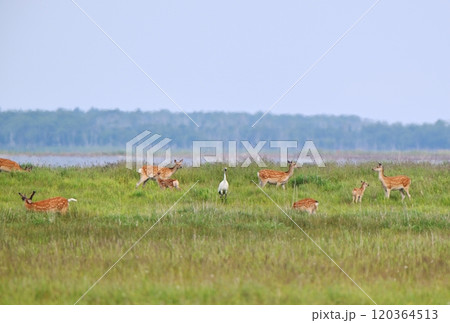 北海道野付半島の草原で草を食べるエゾシカの群れとタンチョウ 120364513