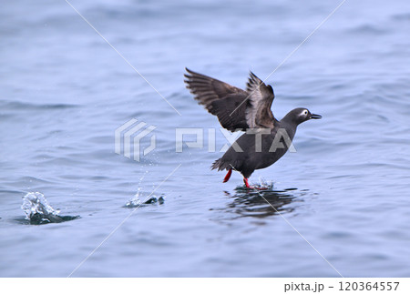北海道根室半島沖の太平洋から飛び立つケイマフリ 北海道根室半島沖の太平洋から飛び立つケイマフリ 120364557