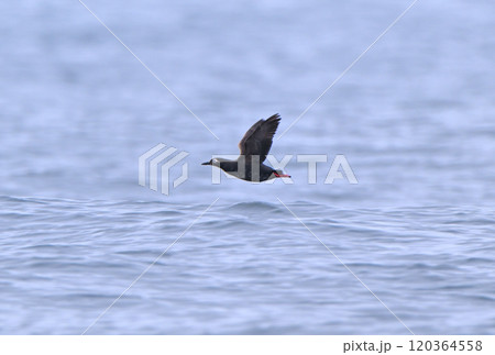 北海道根室半島沖の太平洋から飛び立つケイマフリ 120364558