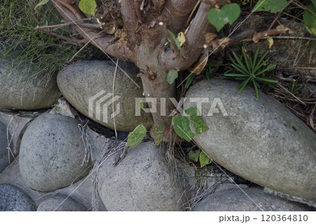 アカメガシワ　石垣壊す迷惑な樹の伐採 120364810